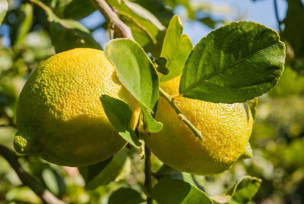 Olgun limon ağacı dalı - Fotoğraf, Görsel