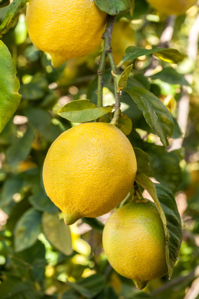 Limão maduro no ramo da árvore
 - Foto, Imagem