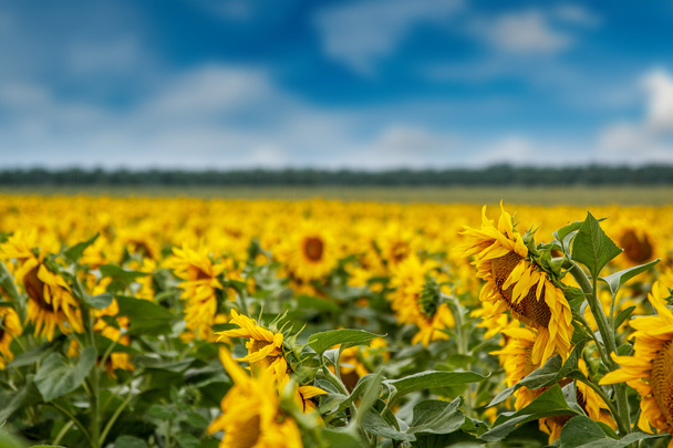 Sonnenblumenplantage - Foto, Bild