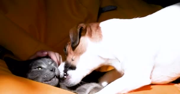  zabawny Jack Russell terrier atakuje podczas zabawy na szarym kocie, którego uszy są zarysowane na żółtym bezramkowym krześle. - Materiał filmowy, wideo