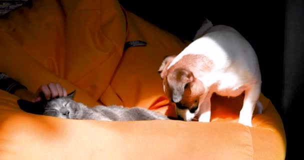 Забавный щенок Джека Рассела Терьера нападает на серого кота, чьи уши поцарапаны на желтом кресле без рамы. Игра.. - Кадры, видео