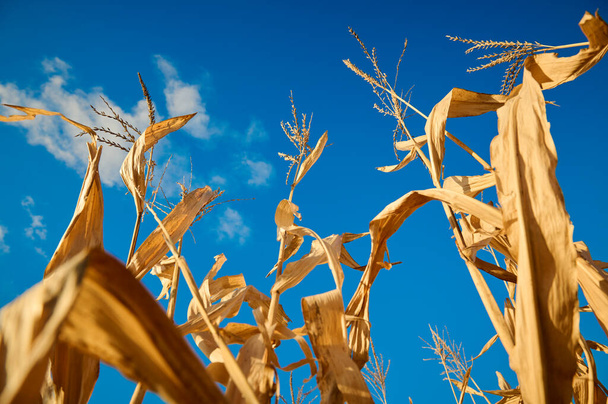blue sky over dry corn field - Photo, Image
