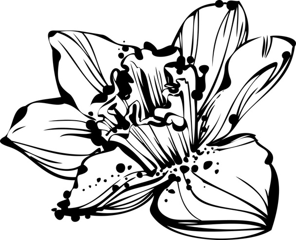 Sketch bud Narcissus - Vector, Image
