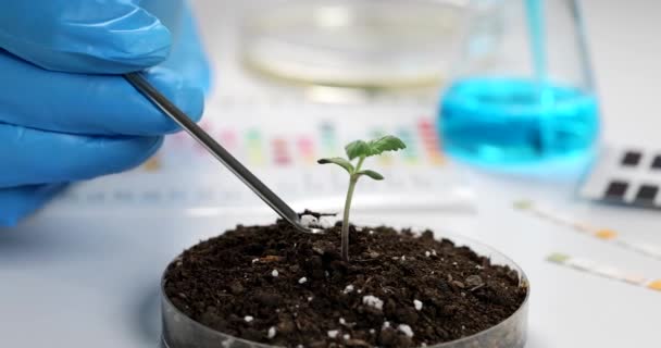 Wetenschapper voegt aanvullende meststof toe aan groene plant met bodem in laboratorium. Biologische meststof voor het tuinieren - Video