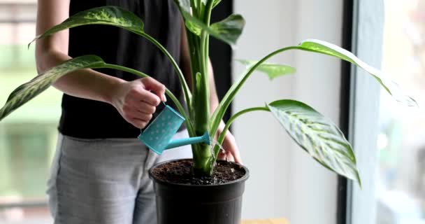 Frau gießt Zimmerpflanze im Topf mit Gießkanne. Pflege für Dieffenbachia in Töpfen zu Hause - Filmmaterial, Video