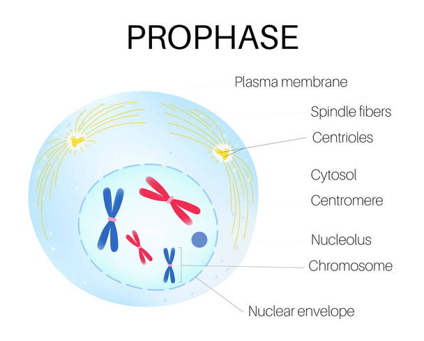 Prophase jest pierwszym etapem podziału komórek. - Wektor, obraz