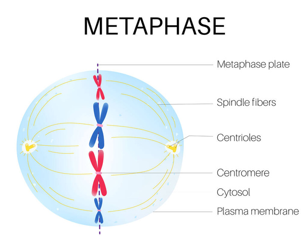 Metafaz ökaryotik hücre döngüsünde mitoz bölünmenin bir evresidir.. - Vektör, Görsel