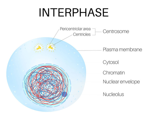 La interfase es la parte del ciclo celular. - Vector, Imagen