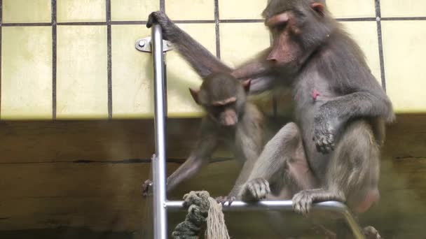 Família dos babuínos
 - Filmagem, Vídeo