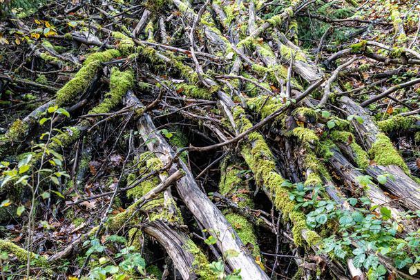Mossy υπανάπτυξη στη μέση του σκοτεινού δάσους - Φωτογραφία, εικόνα