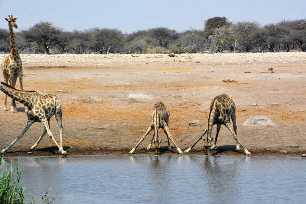 A small herd of adult giraffes came to drink at a lake in the Namibian savannah. Wild nature of Africa - Фото, изображение