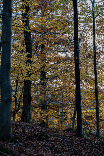 Waldpfad durch den farbenfrohen und dunklen Wald - Foto, Bild