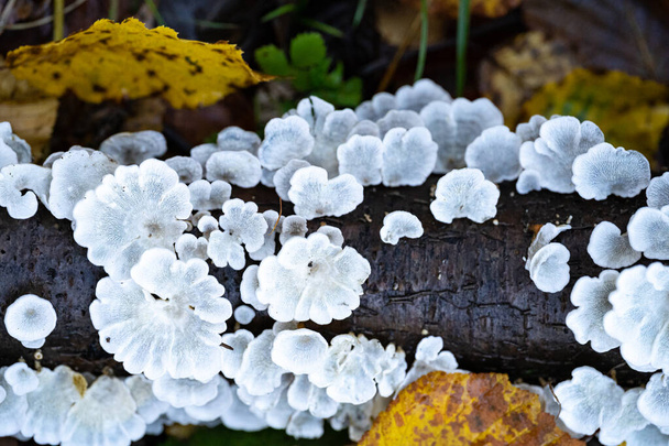 Fungos da árvore branca em um galho morto dentro da floresta - Foto, Imagem