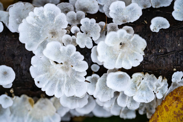 Weiße Baumpilze auf abgestorbenem Ast im Wald - Foto, Bild