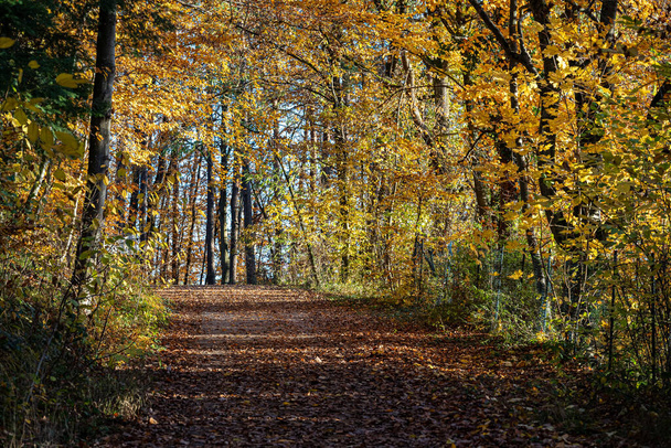 Chemin forestier à travers la forêt d'automne colorée - Photo, image