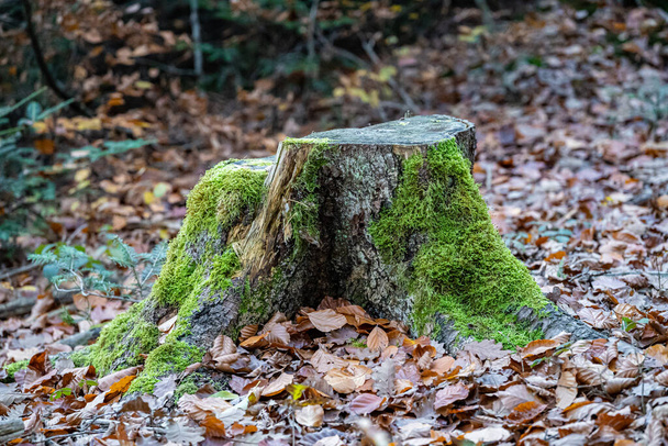 Mossy csonk egy fa sok lehullott levelek az erdőben - Fotó, kép