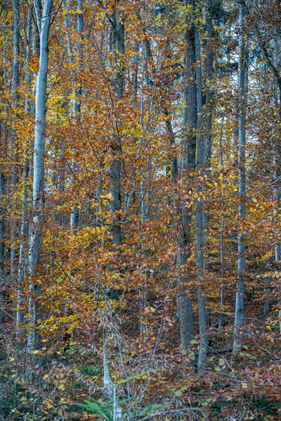 The colorful autumn forest with golden yellow leaves - Foto, afbeelding