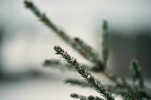 Pine branch covered with snow. Evergreen tree in winter. - Foto, immagini