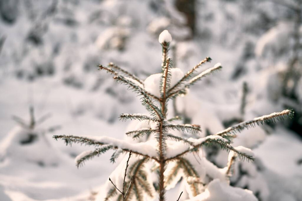 Кора заснеженного дерева в зимних лесах. Закрыть текстуру дерева зимой. - Фото, изображение
