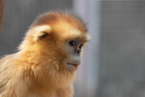 Курьезная обезьяна смотрит на что-то - Фото, изображение