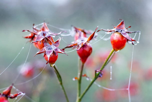 Rosa vermelha quadris em um jardim com teias de aranha em uma manhã de outono molhada - Foto, Imagem
