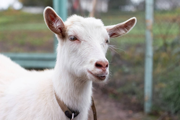 Портрет белой козы на ферме в заборе - Фото, изображение