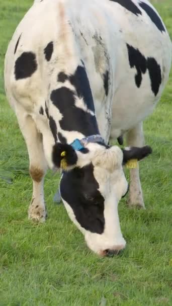 Um vídeo de um único bovino com manchas pretas e brancas mastigando pacificamente em um campo de grama verde grossa na Irlanda. Vídeo vertical. - Filmagem, Vídeo