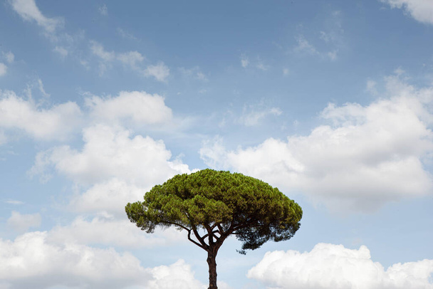 Pine tree and blue sky on background - Photo, Image