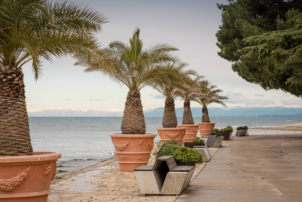Multitude of palms in a cold climate at a beach, sitting in orange pots. Cold sea in the backround. - Photo, Image