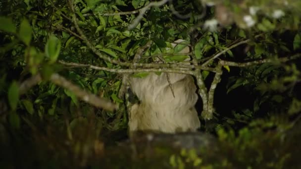 Dlouhosrstý lenoch krmící se v noci zelenými listy v korunách stromů. Pozorování zvířat v přírodě, Kostarika. - Záběry, video