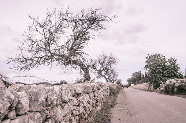 Tree empty country road Mallorca - Foto, afbeelding
