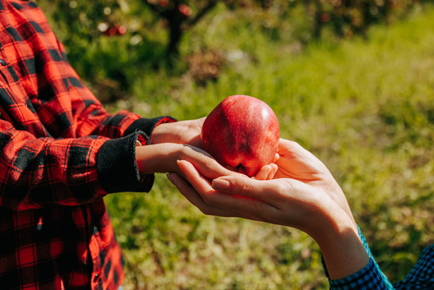 Close-up of two small hands holding a freshly picked apple in the outdoors. A cropped image of a childs hands reaching for a juicy apple in the midst of an apple picking activity - Foto, Bild