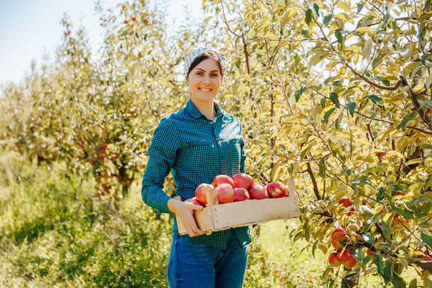 In this authentic photo, a real female farmer stands amidst rows of apple trees in the orchard, holding a box of freshly harvested apples and looking directly at the camera with a smile. - Foto, Imagem