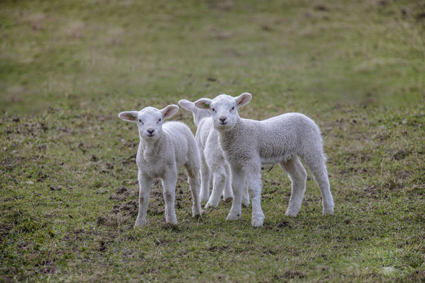 春の子羊。農場で生まれたばかりの子羊 - 写真・画像