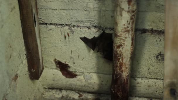 Bat Hanging Upside Down - Footage, Video