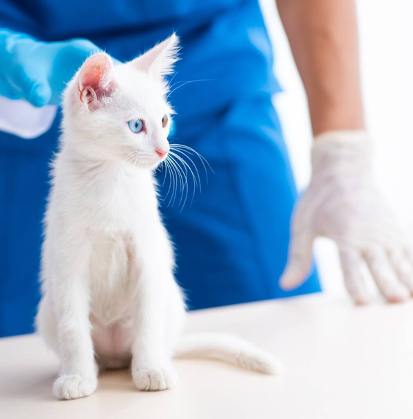 The two young vet doctors examining sick cat - Фото, изображение