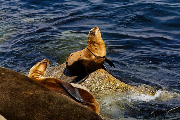 Sea Lions On Rocks Monterey Bay California  Nose In The Air  - Φωτογραφία, εικόνα