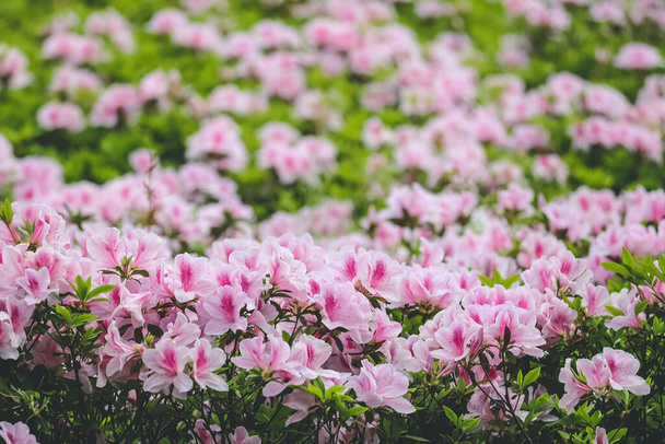 Pinkit atsalean kukat, Kasvit kasvavat puistossa - Valokuva, kuva