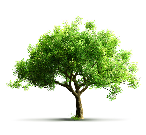 Izolovaný strom - Fotografie, Obrázek