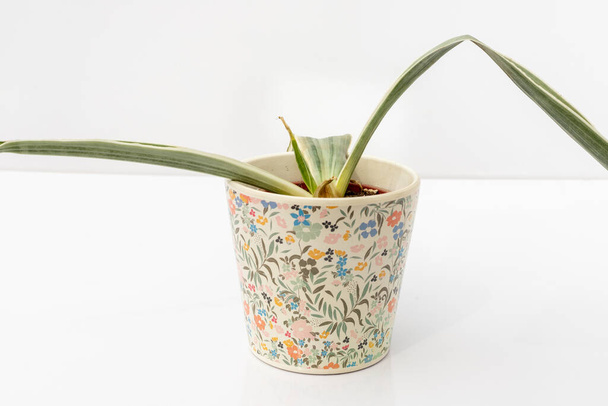 Sansevieria weiße Schlangenpflanze Wurzelfäule in einem Keramiktopf isoliert auf weißem Hintergrund - Foto, Bild