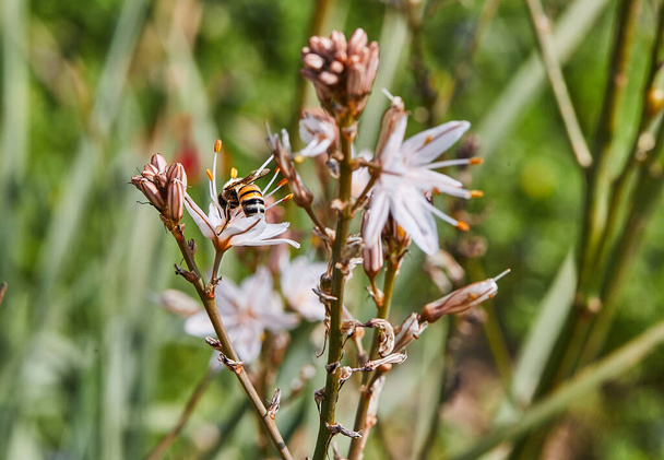 Branched Asphodel: A species of asphodel also known as King's Wand, King's Staff and Small Asphodel, its botanical name is Asphodelus Ramosus. Bee on flower collecting pollen. - Photo, Image