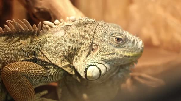 Iguana ritratto
 - Filmati, video