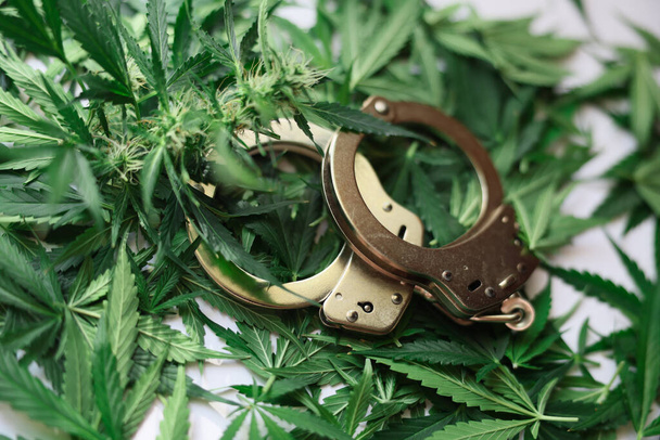 Handcuffs lying on leaves and buds of marijuana closeup. Criminal punishment for distribution and possession of drugs concept - Photo, Image