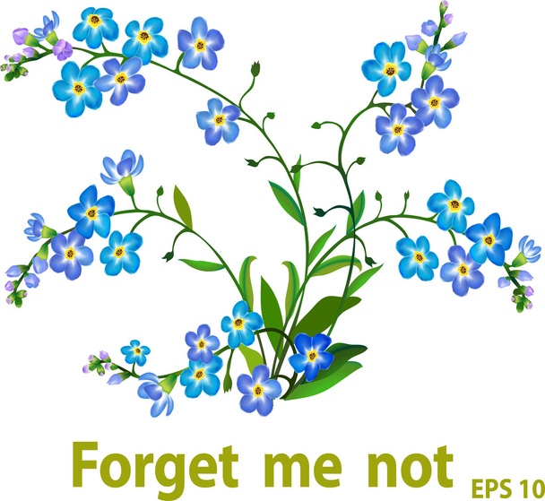 Forget me not flowers - Vettoriali, immagini