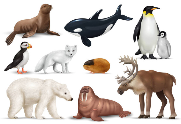 Conjunto realista de animales árticos con frailecillos pingüinos oso polar renos lemming morsa foca orca ballena y zorro de hielo aislado vector ilustración - Vector, imagen