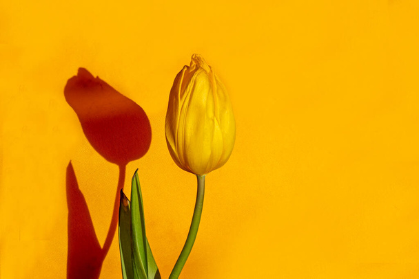 tulipán amarillo sobre un fondo amarillo iluminado por el sol. día de la madre, día de la mujer - Foto, imagen