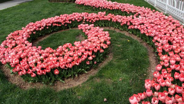 Під час щорічного фестивалю тюльпанів у Стамбулі (Туреччина) в парку Гозтепе посадили газон з великими рожевими тюльпанами. - Фото, зображення