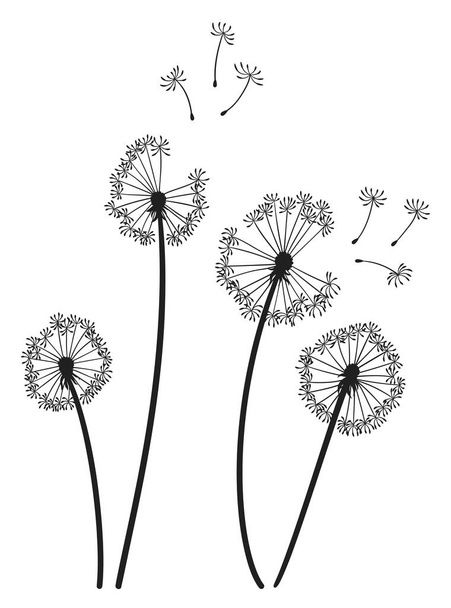 Dandelion wind blow background. Black silhouette with flying dandelion buds on white. Abstract flying seeds. Decorative graphics for printing. Floral scene design. - Vettoriali, immagini