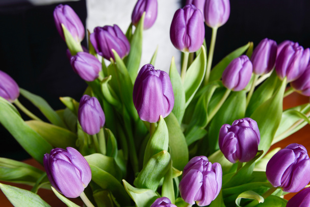 фіолетовий тюльпани
 - Фото, зображення