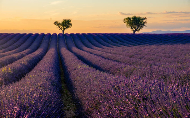 Прованс, поле Лаванда на заході сонця, Valensole Plateau Provence Франція цвіте лавандовими полями в Європі..  - Фото, зображення